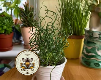 NEW! Corkscrew Rush SEEDS, Twister Plant, House Plants, Pond, Bog, Water Garden, Juncus Effusus Spiralis 'Twister' JU0125