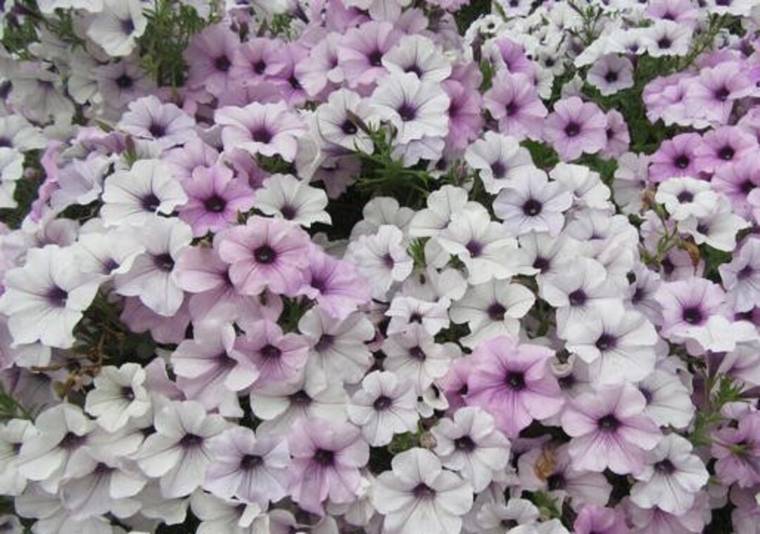 Silver Tidal Wave Petunia Seeds, Pelleted for Easier Sowing and Germination, Petunia Hybrida