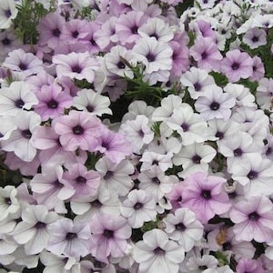 Silver Tidal Wave Petunia Seeds, Pelleted for easier sowing and germination, Petunia Hybrida PE5010P