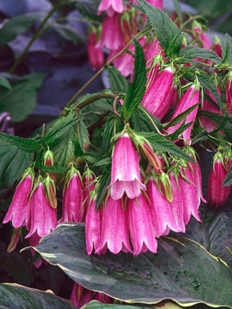 Cherry Red Spotted Bellflower Seeds, Campanula Punctata Rubrifolia CM4325 image 2