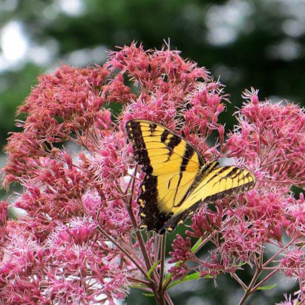 Sweet Joe Pye Weed, Pink blossoms, Eupatorium Purpureum EP0150