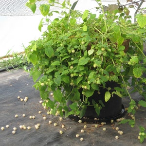 Aunt Molly's Ground Cherry Seeds, Delicious fruit, Physalis Pruinosa PH0225 image 5