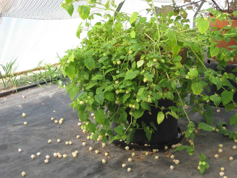 Aunt Molly's Ground Cherry Seeds, Delicious fruit, Physalis Pruinosa PH0225 image 5