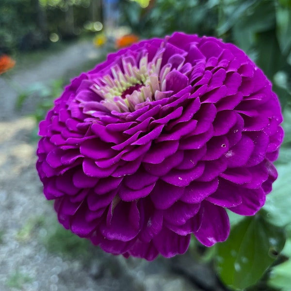 50 Purple Gigantica Zinnia Seeds, Largest Giant Zinnias, Zinnia Gigantica ZE2250