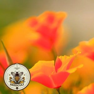 Bulk California Poppy Seeds, Eschscholzia Californica, Orange Poppies EZ01