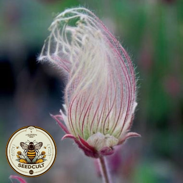 Prairie Smoke Seeds  Geum Triflorum GM0120