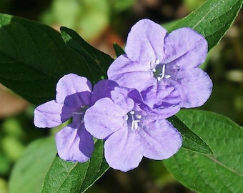 Native Wild Petunia Seeds, Ruellia Humilis, US Native RL4025