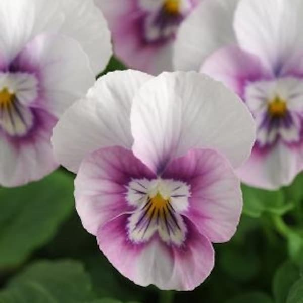 Pink Halo Sorbet Viola Seeds, Violaceae VL0925