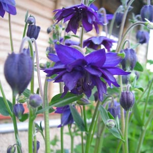 Blue Barlow Columbine Seeds, Double Flowering Shade Perennial, Aquilegia Vulgaris AQ1720