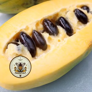 May include: A halved papaya fruit with a yellow-orange flesh and dark brown seeds. The fruit is cut lengthwise, revealing the seeds in the center. A circular logo with a bee and the text "SEEDCULT" is visible.