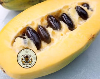 NEW! 5 Pawpaw Fruit Tree Seeds, Native Asimina Triloba, Paw Paw, American Fruit Trees, AS5005R