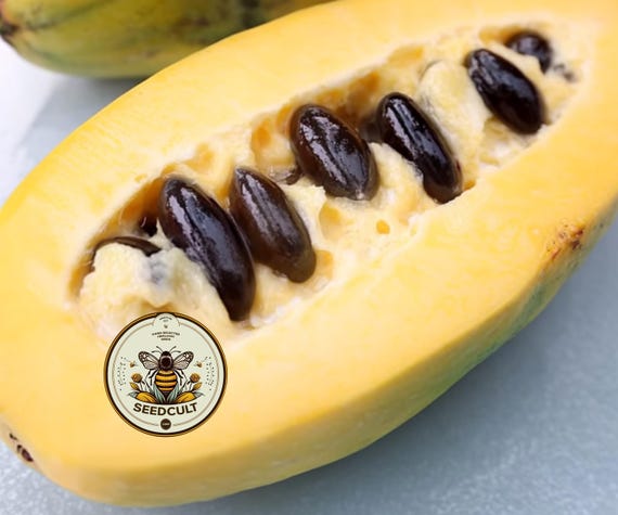 NEW! 5 Pawpaw Fruit Tree Seeds, Native Asimina Triloba, Paw Paw, American Fruit Trees, AS5005R