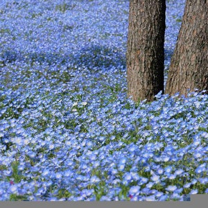 K&ouml;nnte beinhalten: Ein Feld mit blauen Baby Blue Eyes Blumen und zwei gro&szlig;en Baumst&auml;mmen im Hintergrund.