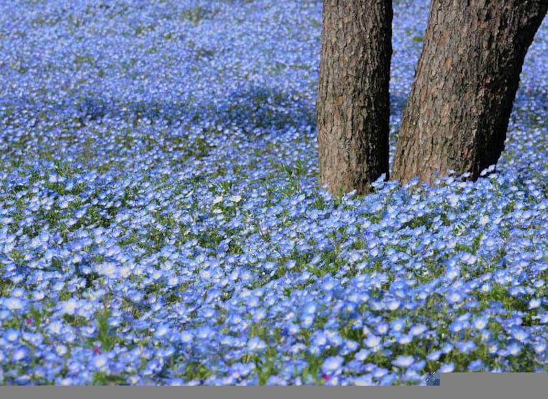 K&ouml;nnte beinhalten: Ein Feld mit blauen Baby Blue Eyes Blumen und zwei gro&szlig;en Baumst&auml;mmen im Hintergrund.