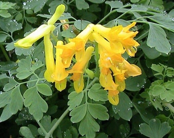 Rare False Golden Bleeding Heart Seeds, Corydalis Lutea CY2010R