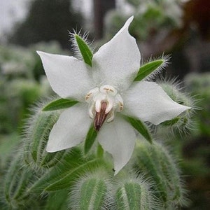 EDIBLE Borage Flower Seeds, Ice Cube Flowers, Medicinal, Organic White Borage Officinalis BO0220