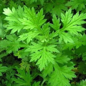 Bulk Mugwort Seeds (Black Sage) Medicinal Herb, Atremisia Vulgaris AR411C