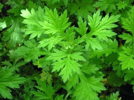 Bulk Mugwort Seeds (Black Sage) Medicinal Herb, Artemisia Vulgaris AR411C