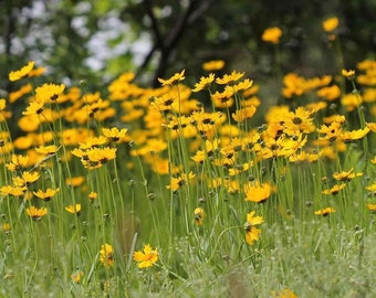 Bulk 2000 Coreopsis Leavenworthii Seeds, Renamed Coreopsis Floridana, Native US, North American Wildflowers, Florida State Wildflower,CO422M