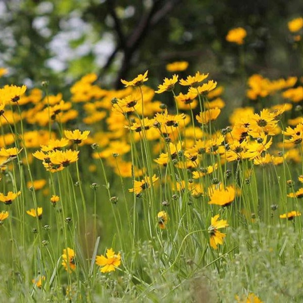 Bulk 2000 Coreopsis Leavenworthii Seeds, Renamed Coreopsis Floridana, Native US, North American Wildflowers, Florida State Wildflower,CO422M