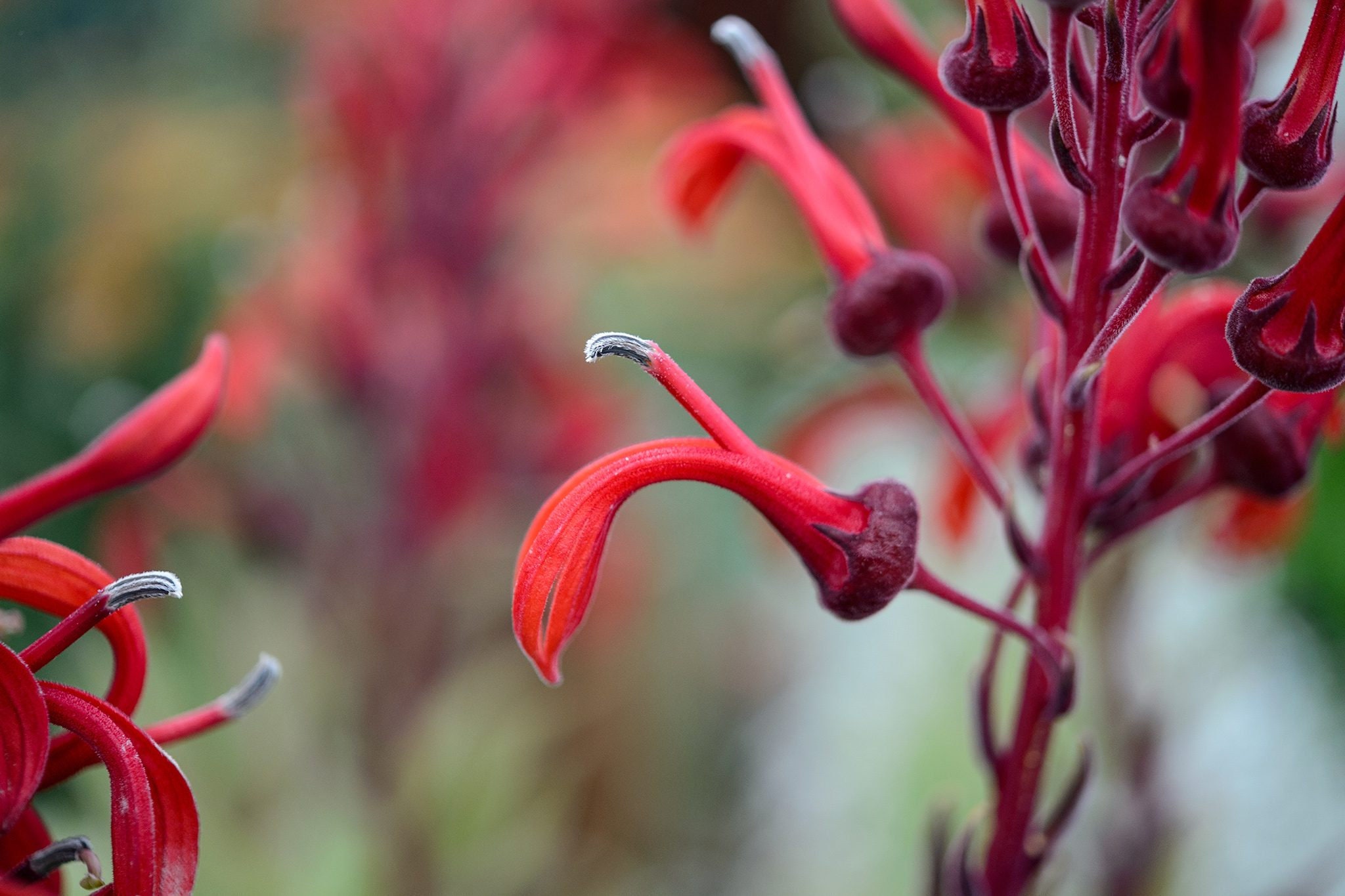 devil's tobacco plant This bright red showstopper is Lobelia tupa, otherwise known as Tabaco del Diablo Devil's Tobacco (lobelia Tupa) Photograph