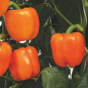 Organic Horizon Orange Bell Pepper Seeds, Sweet Peppers, Capsicum Annuum CS0220