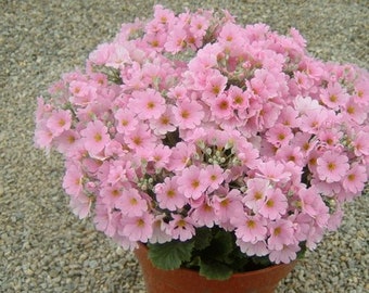 Beauty Pink Primula Seeds, Primula Malacoides, House Plant, Bright Light PM3020