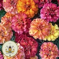 Strawberry Blonde Marigold Seeds, Tagetes Patula TG4310
