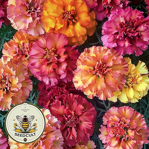 Strawberry Blonde Marigold Seeds, Tagetes Patula TG4310