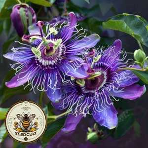 10 Purple Passion Flower Vine Seeds, Passiflora Incarnata, Maypop, PF0310