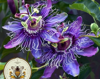 10 Purple Passion Flower Vine Seeds, Passiflora Incarnata, Maypop, PF0310