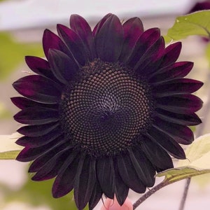 Black Beauty Sunflower Seeds, Helianthus Annuum HA0115