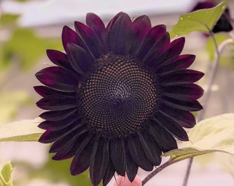 Black Beauty Sunflower Seeds, Helianthus Annuum HA0115