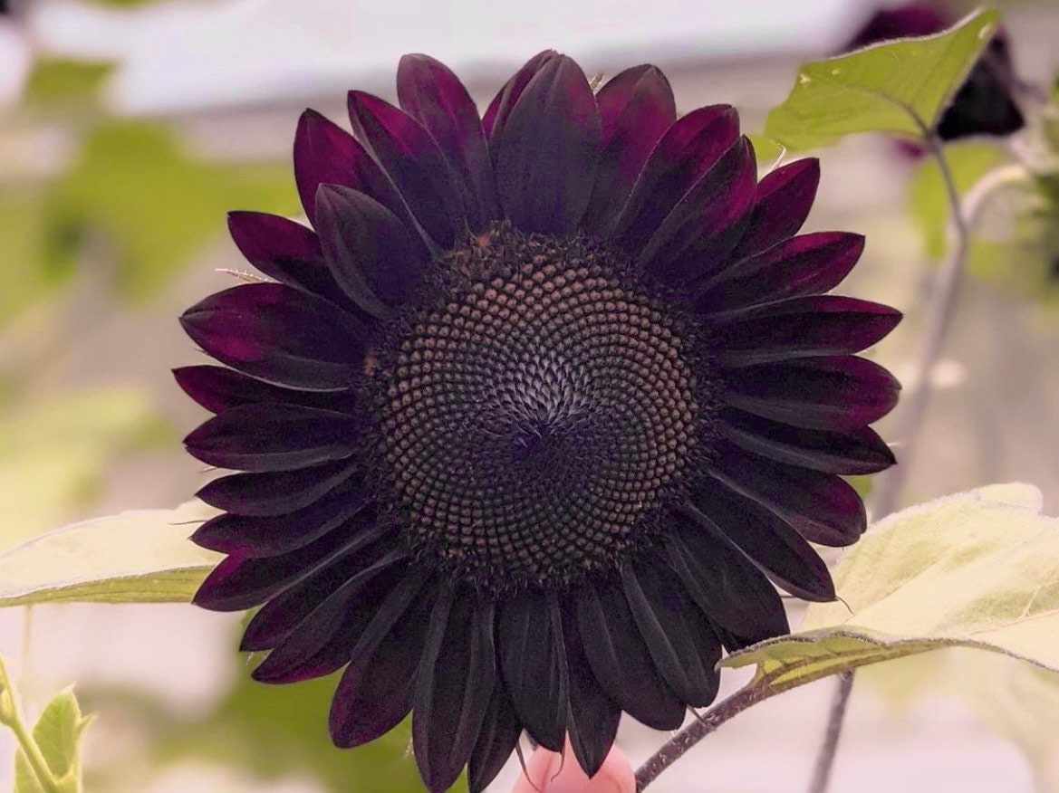 Black Beauty Sunflower Seeds, Helianthus Annuum HA0115 - Etsy 日本
