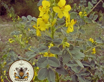 NEW! Desert Senna Seeds, Southwest US Native, Senna Covesii, SE2250