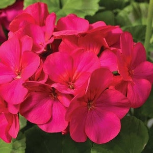 Violet Geranium Seeds, Maverick Series, Pelargonium Zonale PZ0210