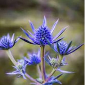 Blue Glitter Sea Holly Alpinum, Thistle, Eryngium Alpinum Superbum ER0120R image 5