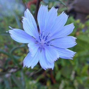 May include: A single, light blue flower with a white center and a delicate, fringed appearance. The flower is in focus, while the green foliage behind it is blurred.