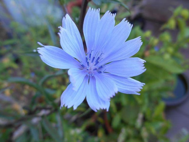 May include: A single, light blue flower with a white center and a delicate, fringed appearance. The flower is in focus, while the green foliage behind it is blurred.