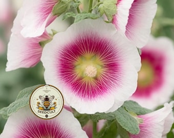 NEW! Halo Blush Hollyhock Seeds, Alcea Rosea AL9210
