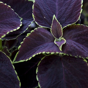 Chocolate Mint Coleus Seeds, Pelleted, Indoor Shade Plant CC0210P