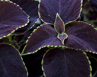Chocolate Mint Coleus Seeds, Pelleted, Indoor Shade Plant CC0210P
