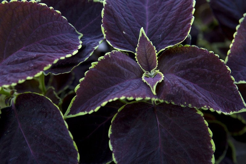SeedCult Coleus Seeds