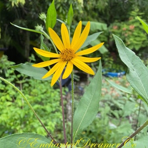 Sunchoke SEEDS, Jerusalem Artichoke, Potato Substitute, Helianthus Tuberosus HT0120 image 7