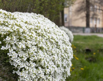 1000 White Rockcress Seeds, Carpet Aubrieta, Arabis Alpina, Arabis Caucasica AR901M