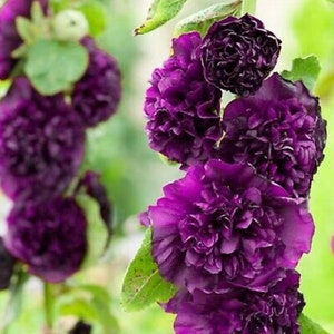 NEW! Chater's Purple Double Hollyhock Seeds, Alcea Rosea AL8220