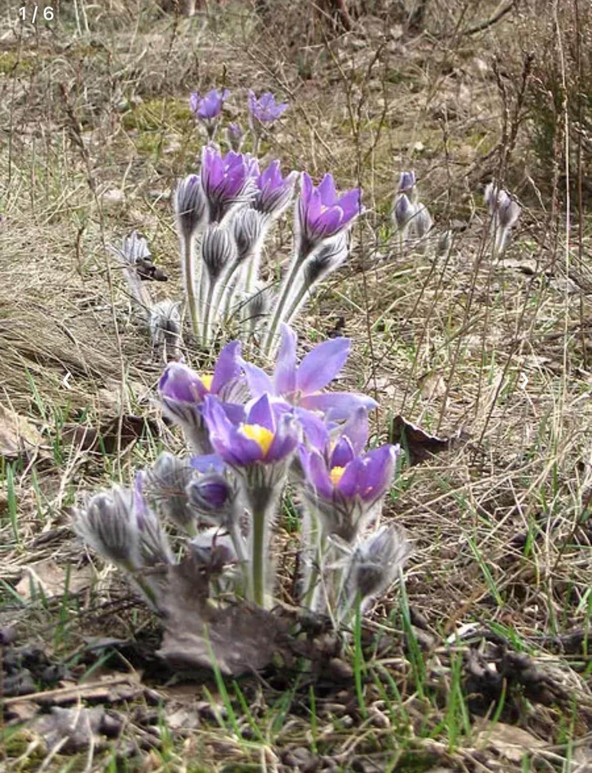 10 Pasque Flower Seeds, US Native, Pulsatilla Patens, PU2010