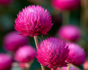 Puede incluir: Dos flores de amaranto globoso de color magenta vibrante con cabezas esféricas densas de pétalos puntiagudos destacan en primer plano sobre tallos verdes delgados, con otras flores similares desenfocadas al fondo.
