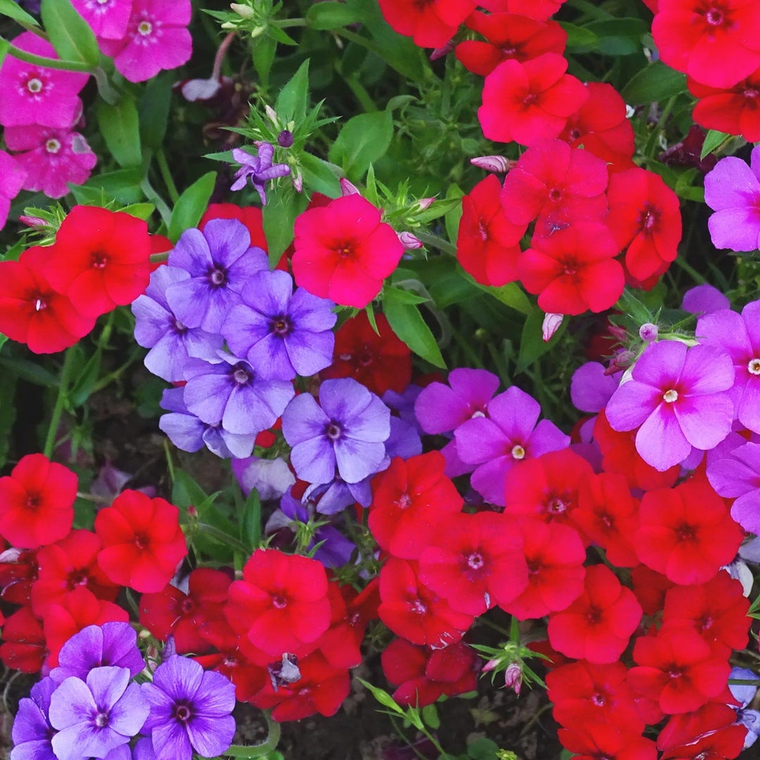 Bulk Native Annual Phlox Seeds, Texas Native, Phlox Drummondi PH501C Etsy