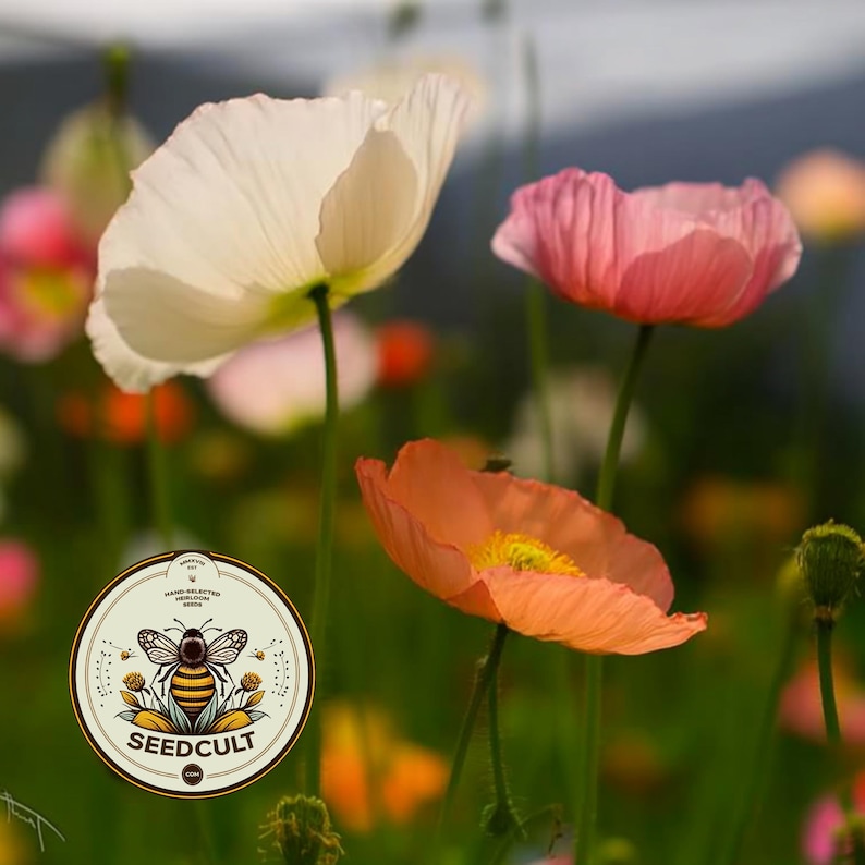 NEW! Iceland Poppy Seeds, Papaver Nudicaule, Red, Orange, Pink, Rose, Yellow, White, Bi-color, Perennial/Annual, Fall Planting PN802CR image 13